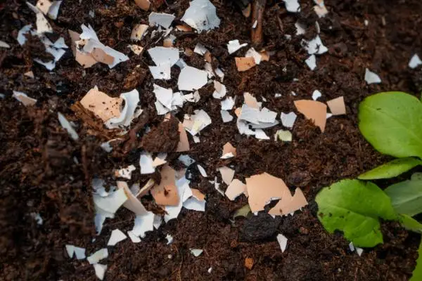 Eggshell for plants: what it is for and how to use it