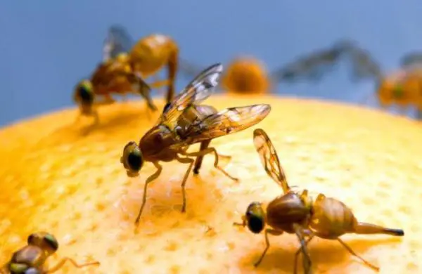 How to get rid of the fruit fly