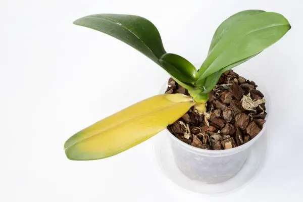 Orchids with yellow leaves: causes and how to cure them
