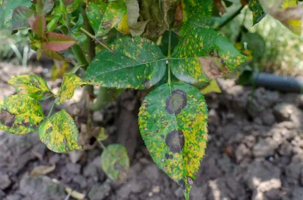 Why do black spots appear on plant leaves?