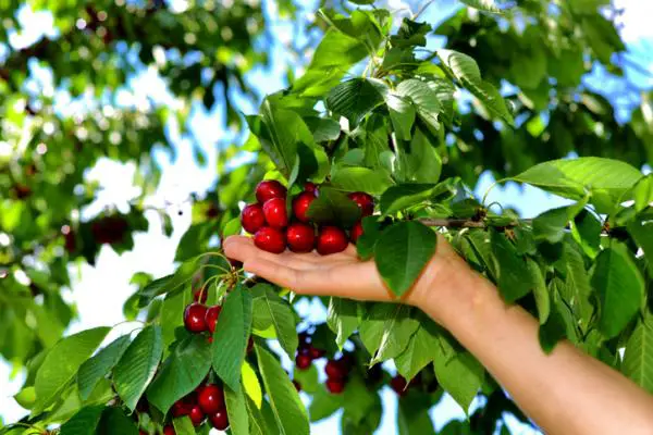 How to plant a cherry tree