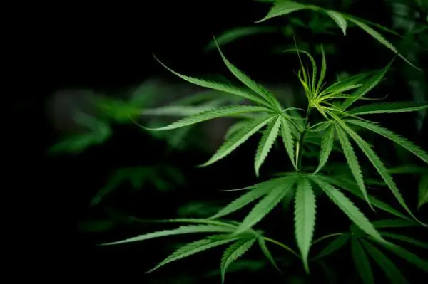 How long does a marijuana seed take to germinate?