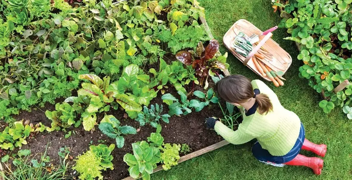 How to create an organic garden at home