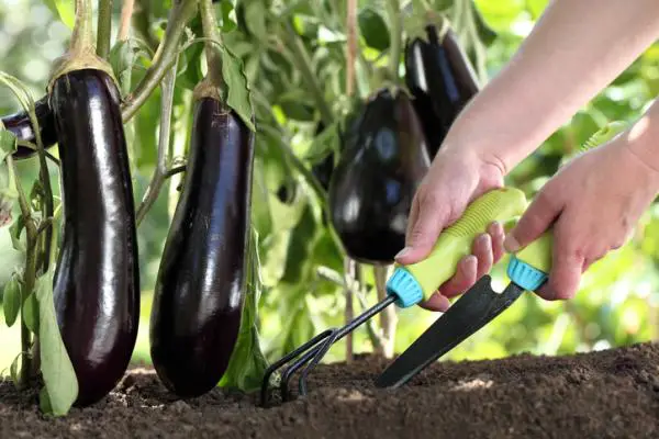 How to plant eggplants