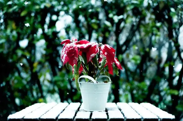 Poinsettia with fallen leaves: why and what to do