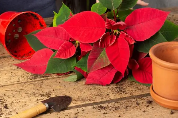 How to transplant the poinsettia