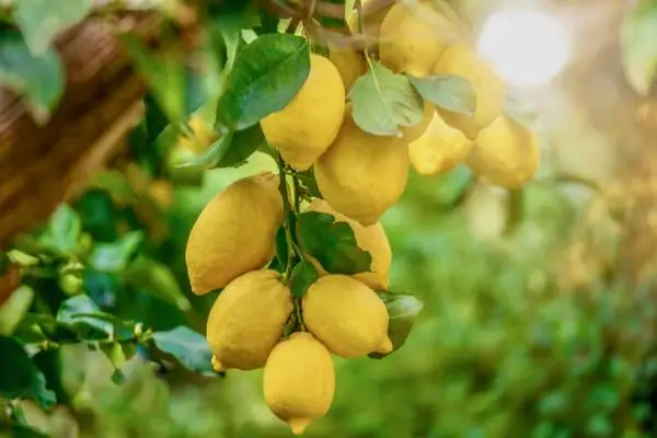 How to plant a lemon tree
