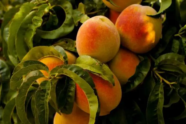 Peach tree diseases