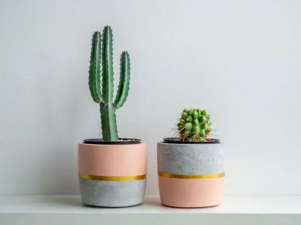 Where to place cacti according to Feng Shui