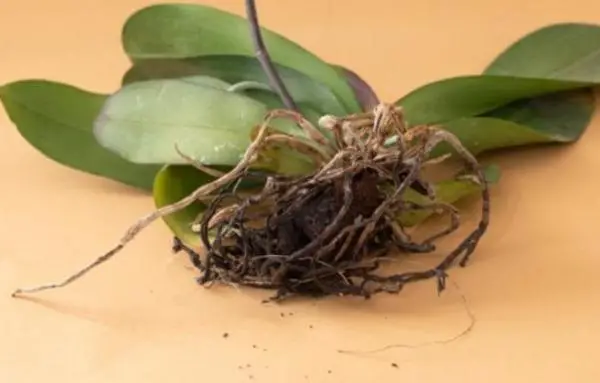 How to revive an orchid