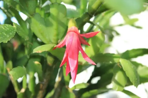 Christmas cactus with wrinkled leaves: why and what to do