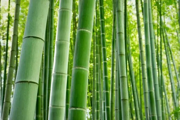 How to care for a bamboo