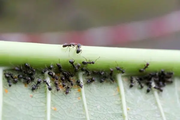 How to eliminate ants from the garden