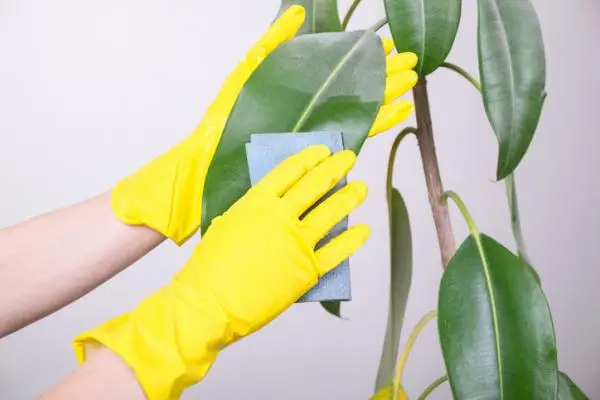 How to clean plant leaves