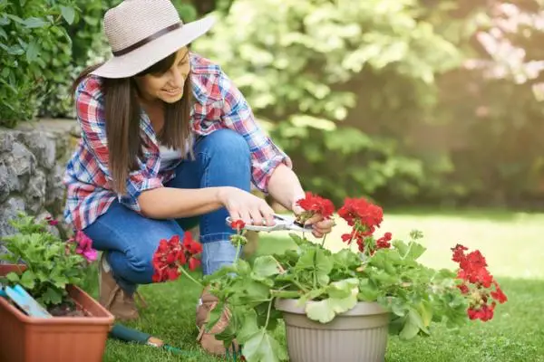 How to plant geranium cuttings