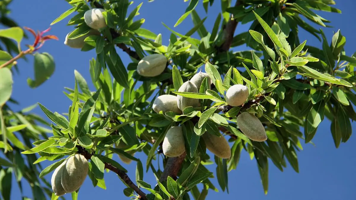 The best fruit trees for limestone soils