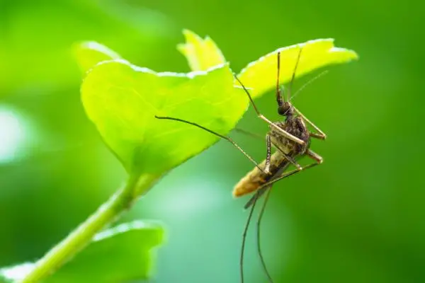 How to eliminate mosquitoes on plants