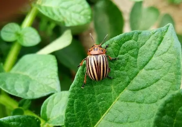 Home remedies to eliminate the potato beetle