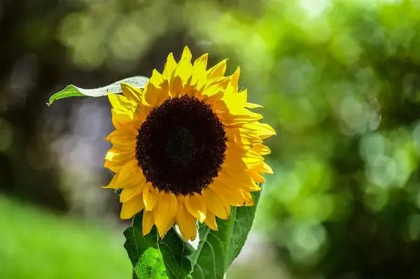 Types of sunflowers