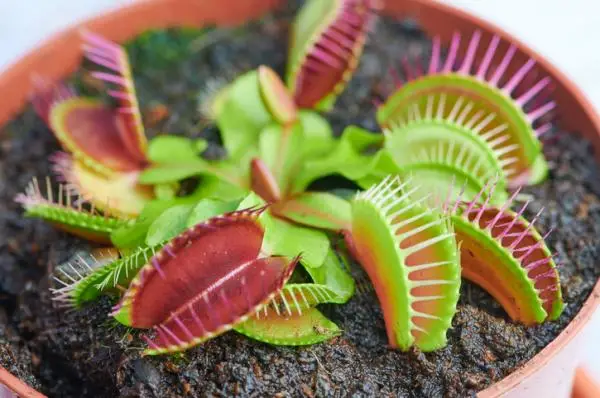 Venus flytrap care