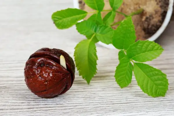 How to germinate a walnut