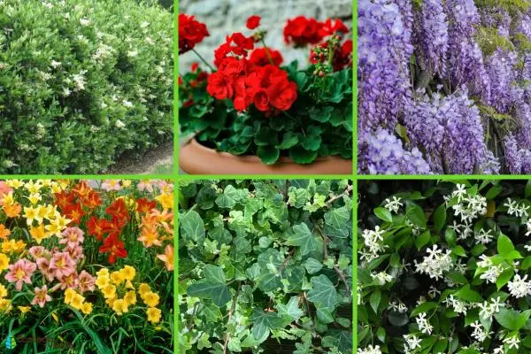 Outdoor plants resistant to cold and heat