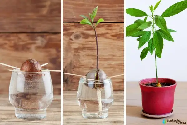 How to plant an avocado