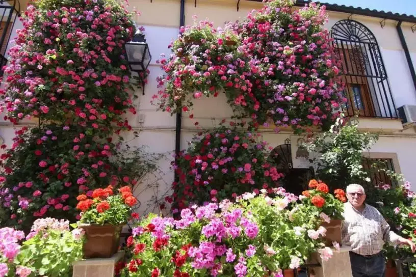 What flowers to grow on a balcony?