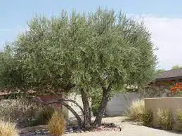 Olive tree diseases