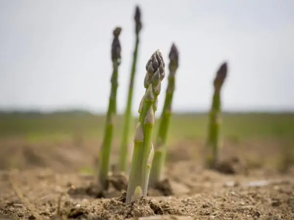 Planting asparagus: how and when