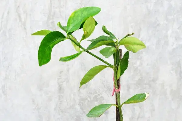 Grafting a lemon tree: when and how to do it