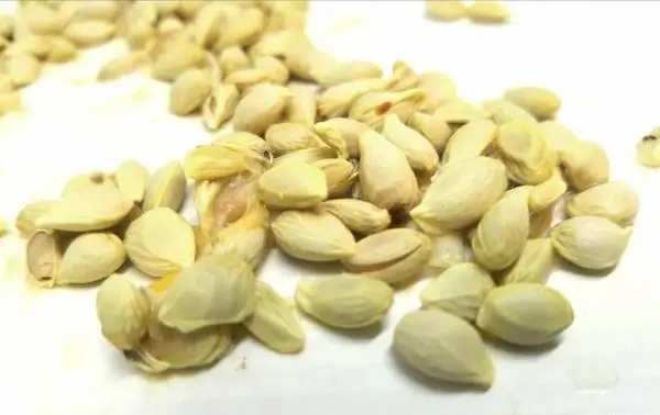 Germinate lemon seeds: how to do it and care