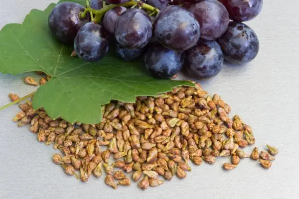Germinate grape seeds: how to do it and care