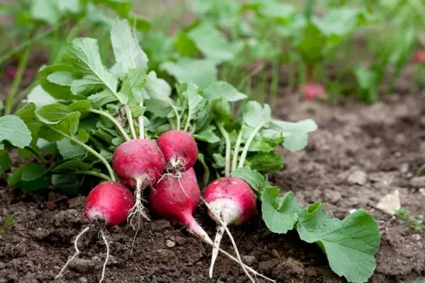 Radishes: how to sow and grow