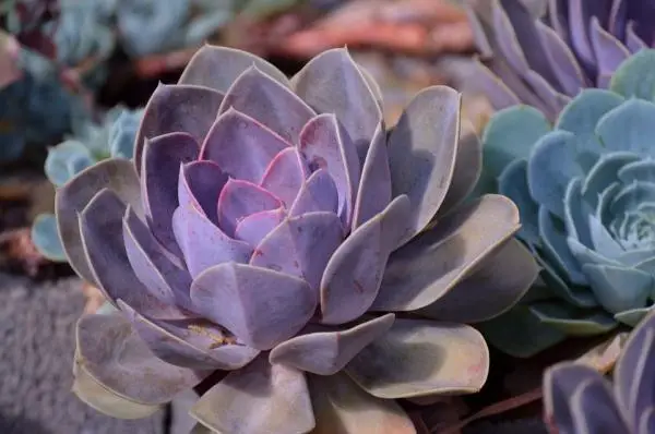 Colorful succulents: how to grow them