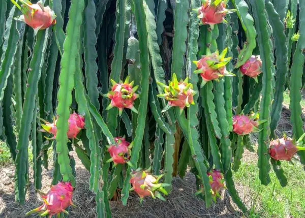 Pitaya: how to plant and grow