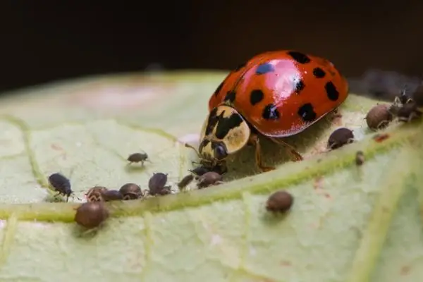 Biological pest control: what is it, advantages, disadvantages and examples