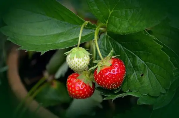 Sowing and planting strawberries: when and how to do it