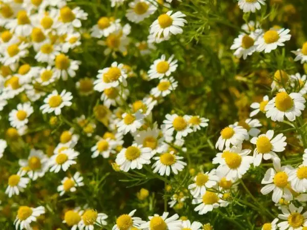 Chamomile plant: care and what it is for