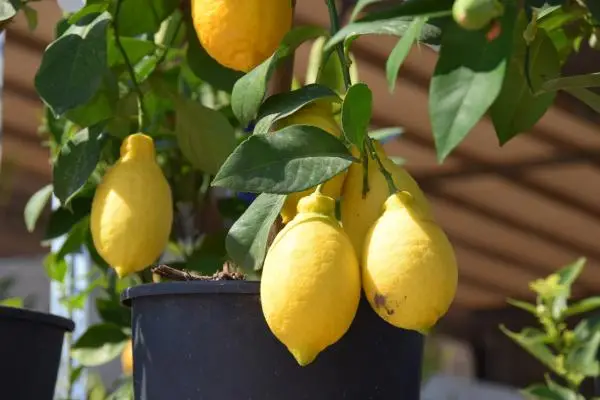 Potted lemon tree: how to plant it, care and diseases