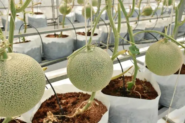 Planting melons: when and how to do it