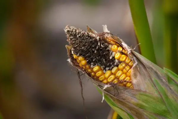 Corn pests and diseases and their control