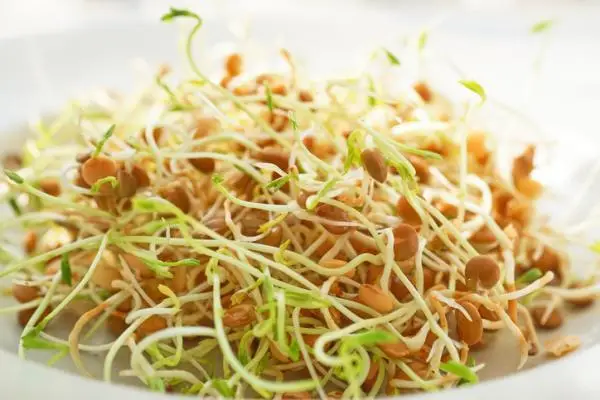 Types of sprouts and how to make them