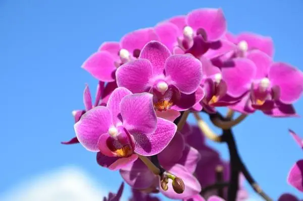 How to care for orchids