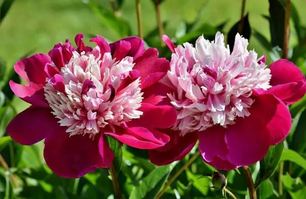 Peonies: how to care for them and their meaning