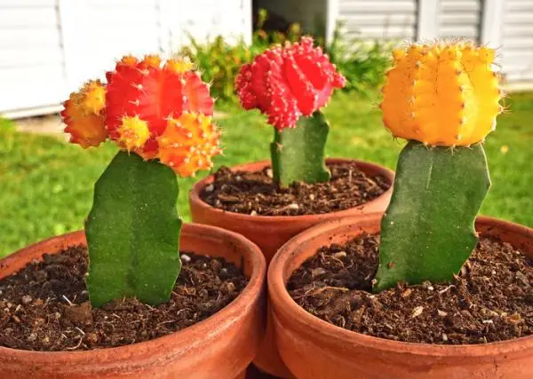 Cactus grafting: how to do it and care
