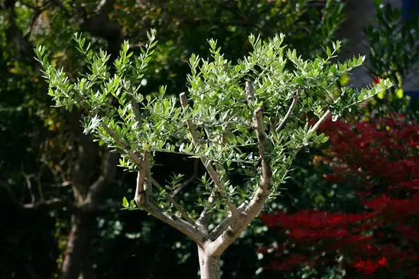 Potted olive tree: care and how to prune it
