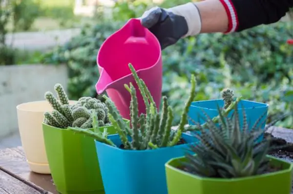 Water the cacti: how often and how to do it