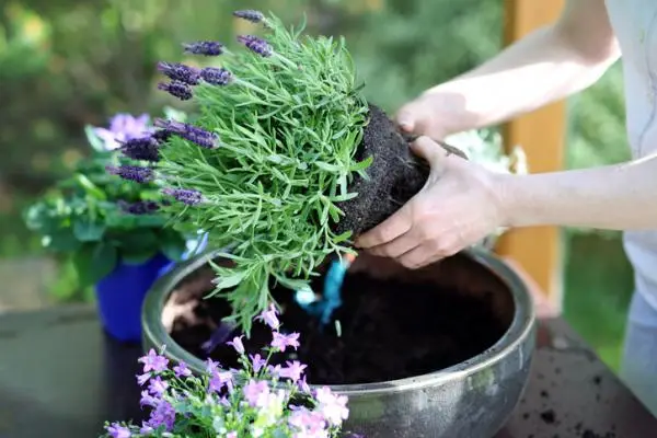 How to plant lavender