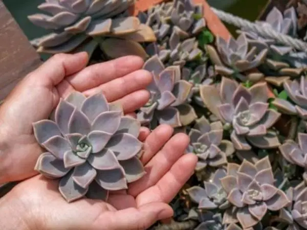 Planting succulents: how to do it